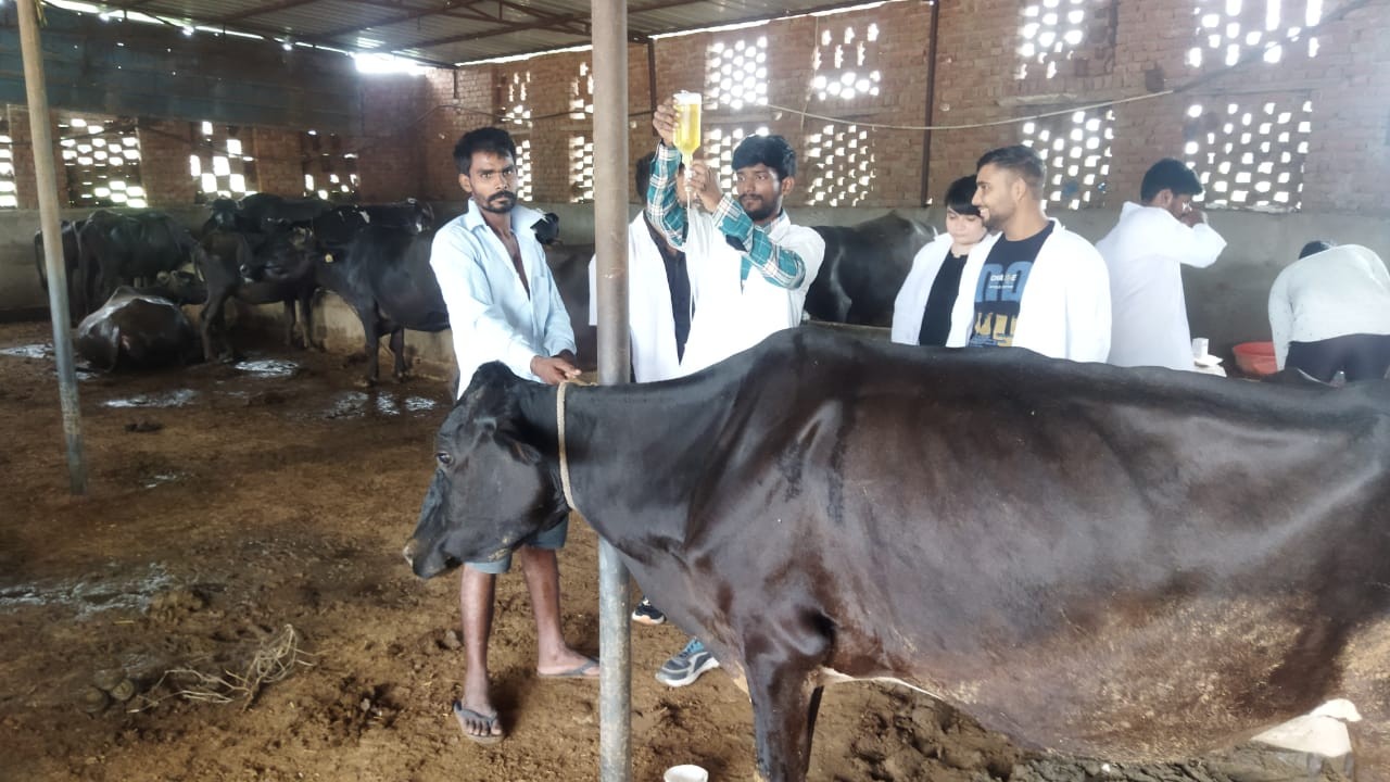Free animal treatment done at MJF Farm Balekhan on Dated  31.07.2023