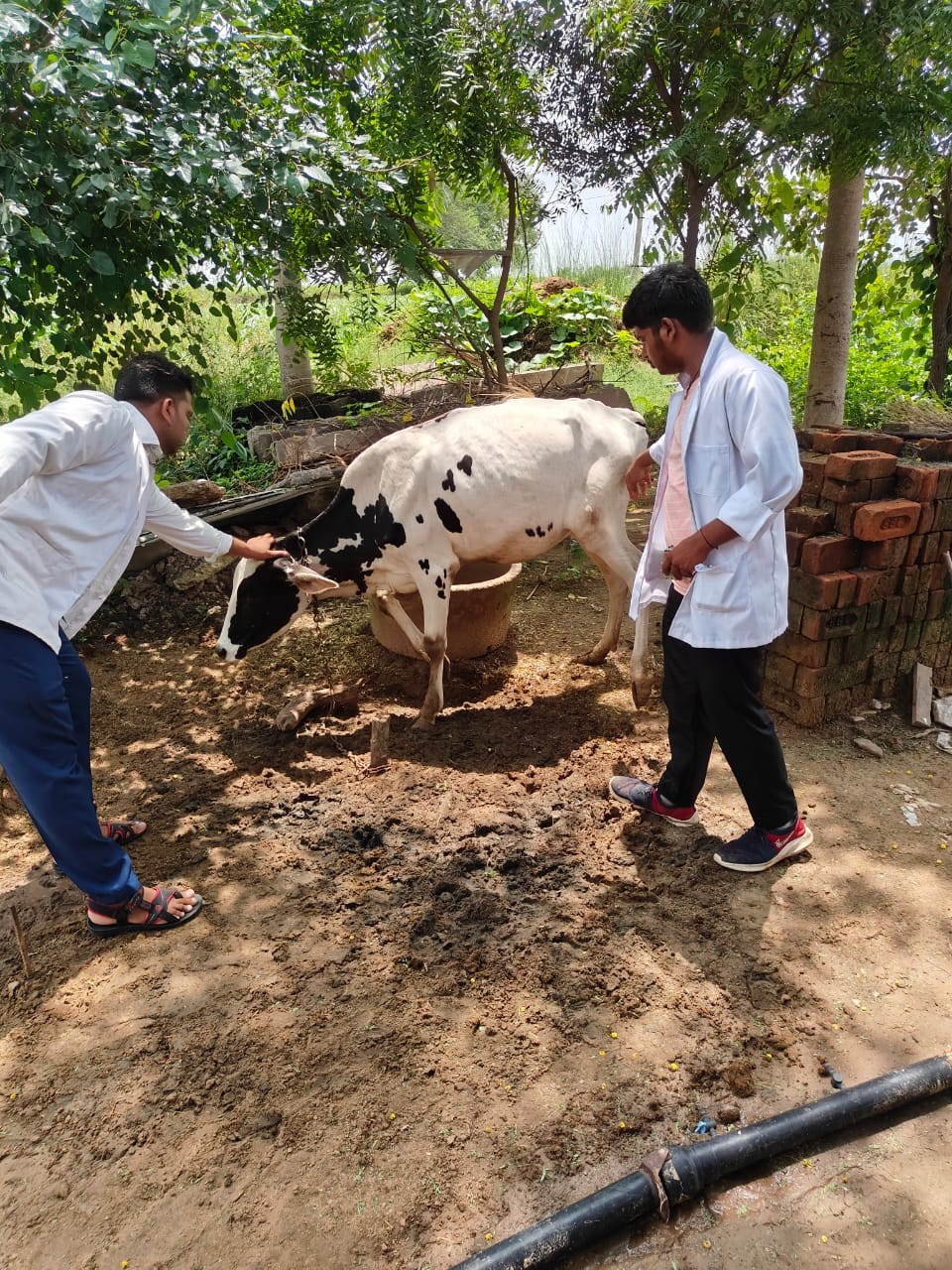 Free animal treatment done at village Devthala chomu on dated 02.08.2023