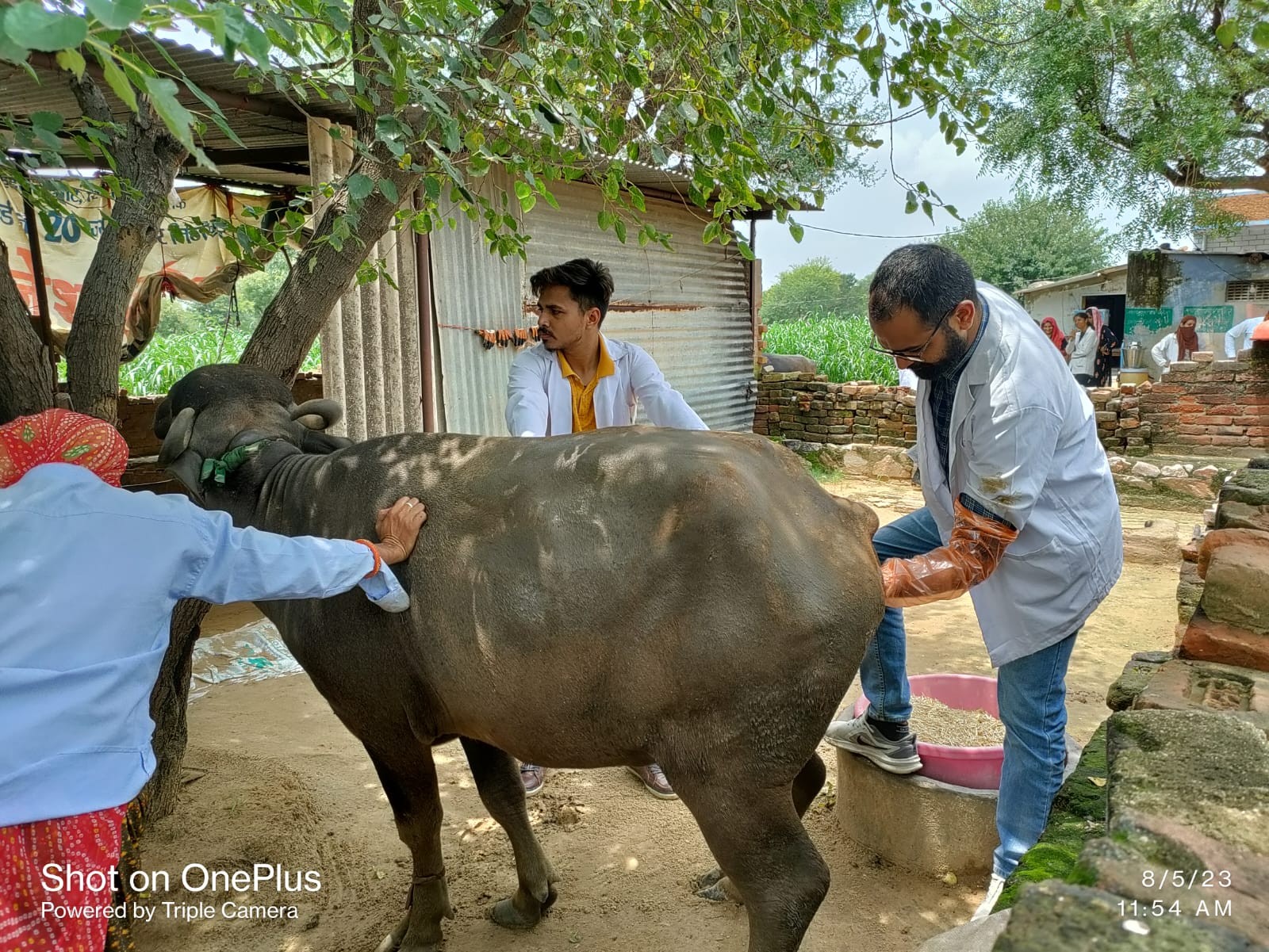 Free animal treatment camp done at village jaitpura chomu on Dated05.08.2023