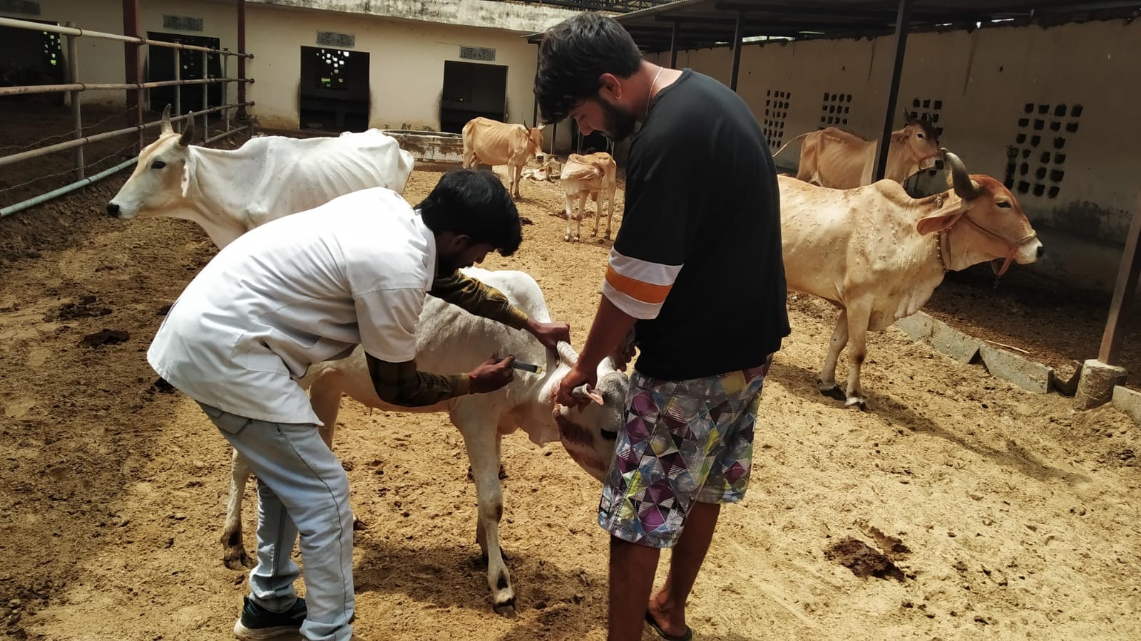 Free animal treatment done at village govindghad gaushala chomu on dated 14.08.2023