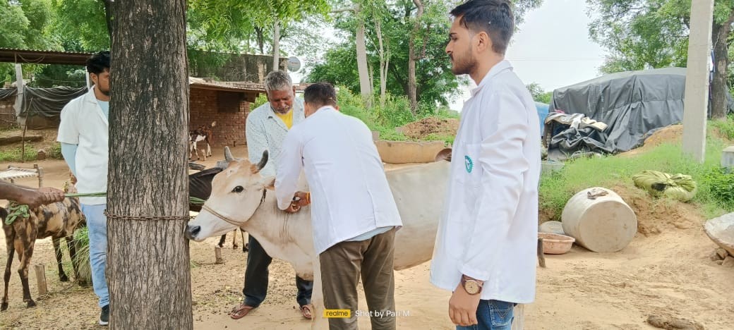 Free animal treatment done at village chhota Ghuda chomu 10.08.2023