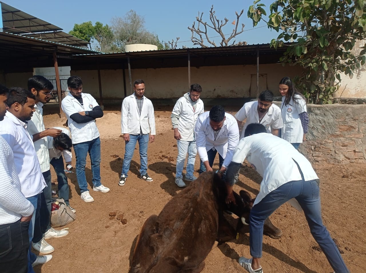 FREE ANIMAL TREATMENT DONE AT SYAU GAUSHALA GOVINDGARH, CHOMU ON DATED 27.02.2024