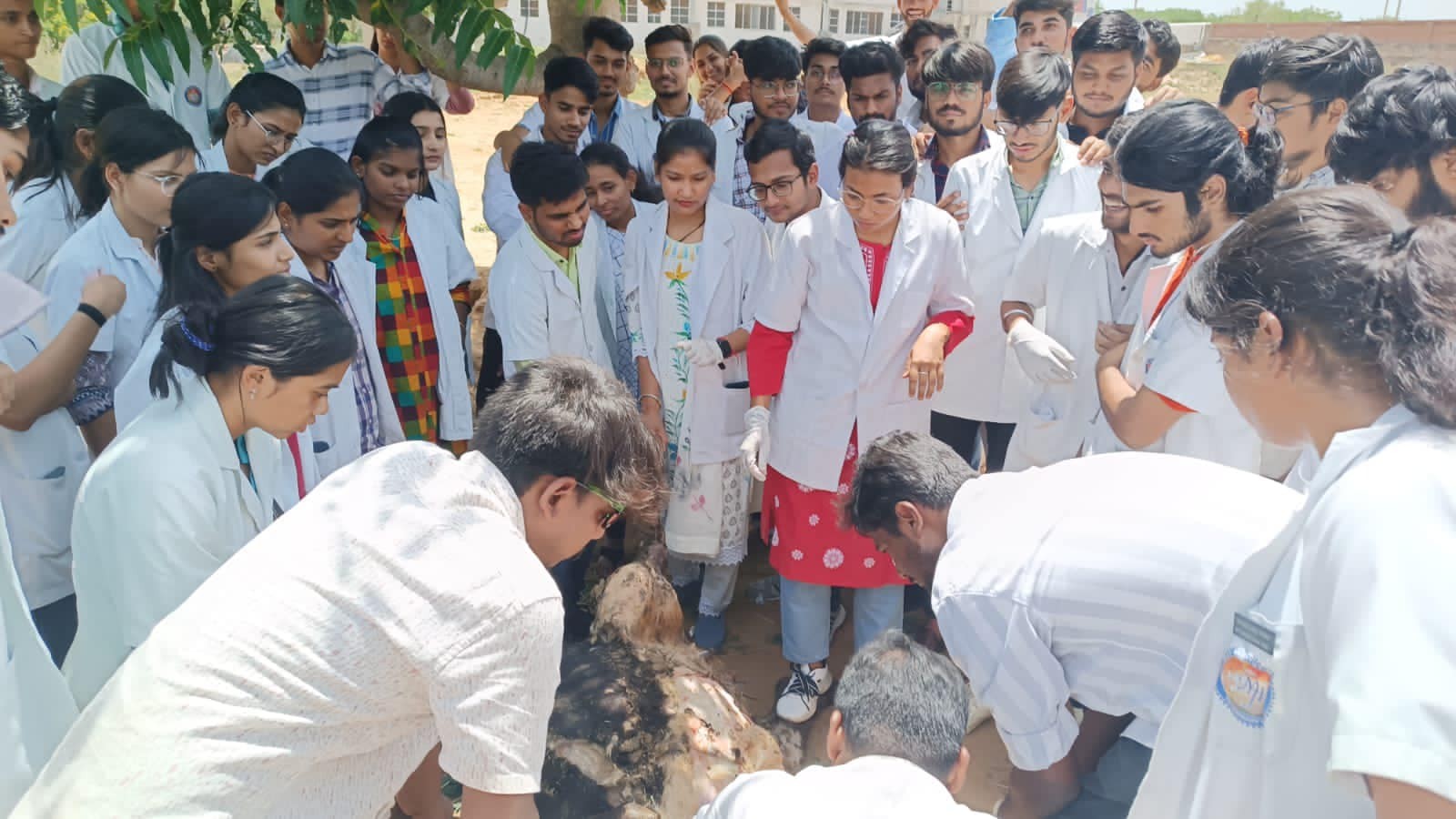 A post mortem examination of cattle carcass was conducted at MJFCVS