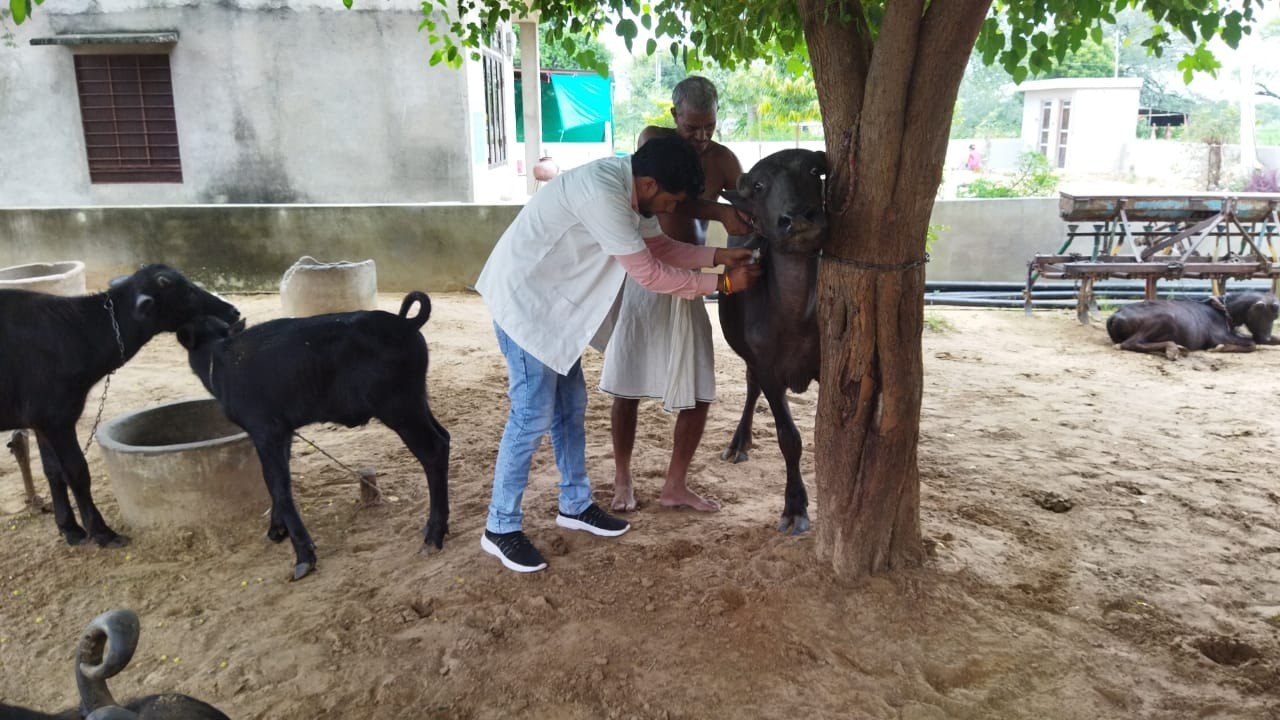 Free animal treatment done at village Heera ka bas chomu on Dated 08.08.2023