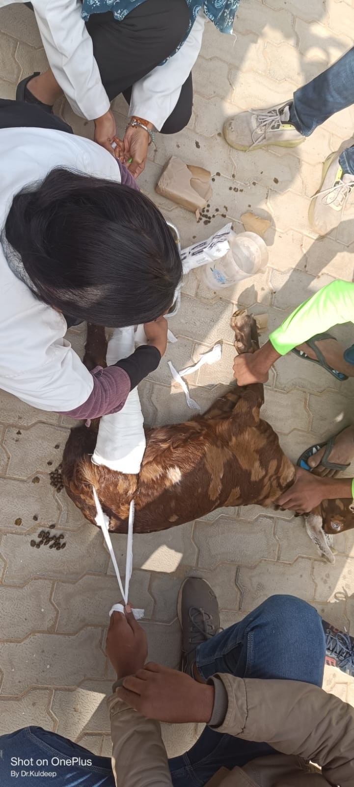Multiple cases of Tibial fracture in buck and Lameness in dog were Successfully treated in MJF Veterinary Clinical Complex
